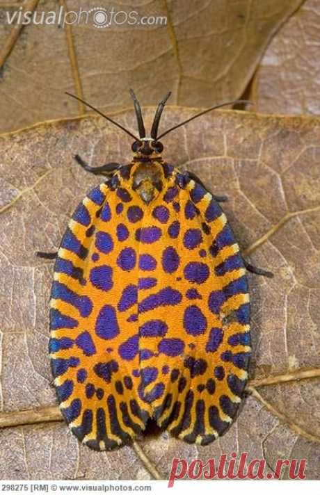 Leafroller (Pseudatteria leopardina) rare diurnal moth, Costa Rica  |  Pinterest • Всемирный каталог идей