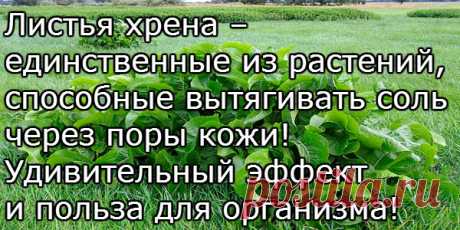 Листья хрена – единственные из растений, способные вытягивать соль через поры кожи! Удивительный эффект и польза для организма! Хотите избавиться от всей соли, которая накопилась в организме и может привести к солевым болезненным отложениям? Возьмите две штуки свежих крупных листья хрена. Перед сном окуните их с двух сторон в кипяток и сразу положите на спину,