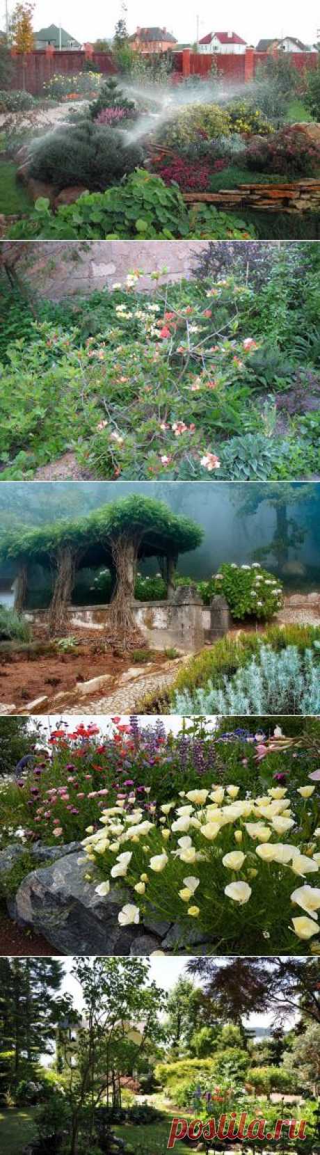 Садовые растения и ландшафтный дизайн