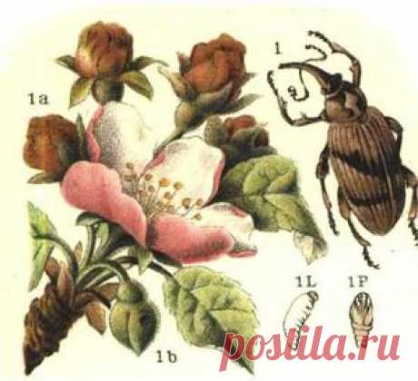 Яблонный цветоед.: Группа Плодовые деревья и кустарники
