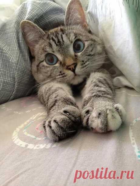 catsbeaversandducks: “Is it Caturday yet?” ... | Your True Colors