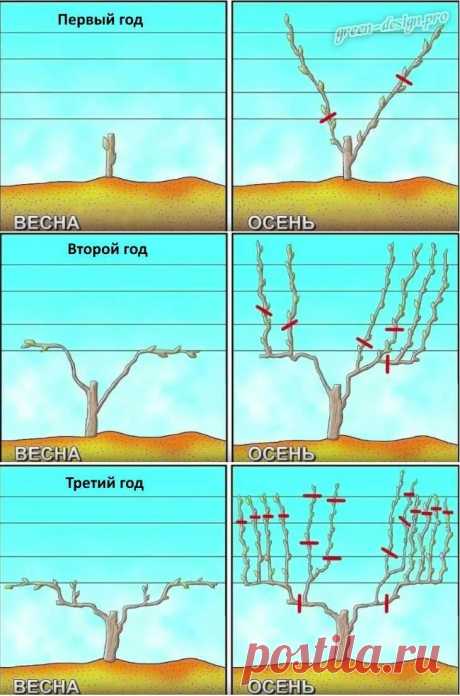 Осенняя обрезка винограда: простая понятная инструкция для всех | Наша Дача | Яндекс Дзен