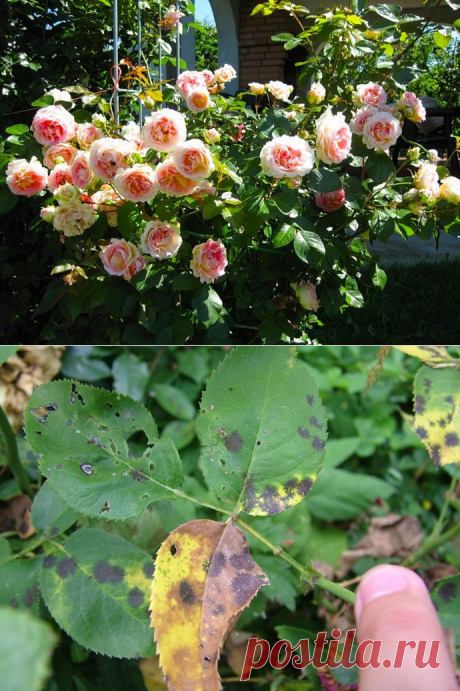 Кустовые розы (45 фото): лучшие сорта с названиями, белые садовые, красные, бомбастик, мелкие, заболевания кустов, видео