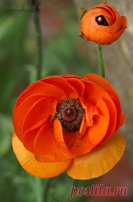 sheer poppy beauty | Fabulous Flowers