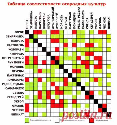 Соседство разных растений на одной грядке - 6 соток