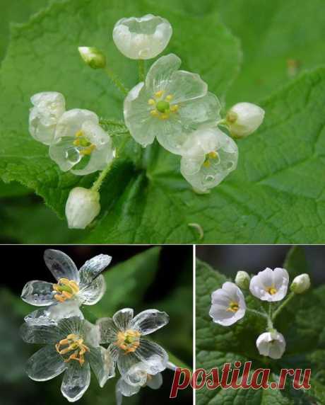 Удивительный цветок, который становится прозрачным во время дождя | В мире интересного