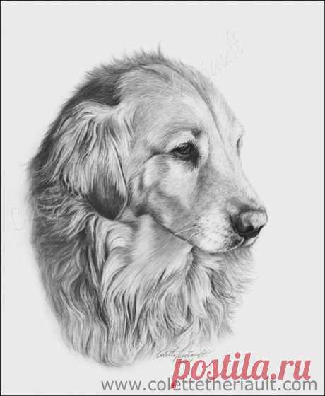 Портрет собаки золотистого ретривера Рисунок с использованием угольных и графитных карандашей. Картины собак и других животных-компаньонов по заказу отмеченной наградами художницы Колетт Терио.