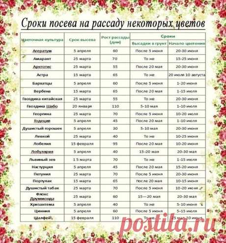 Рассада. Когда и что сажать? 

Ориентировочные даты посева рассаду основных овощных культур для средней полосы России: 

Сельдерей. Посадка – 25 мая. Возраст рассады – 70-80 дней, от посева до всходов – до 15 дней. Посев – после 25 февраля. 

Сладкий перец. Посадка в теплицу – 5 июня. Возраст рассады – до 70 дней, от посева до всходов – 12-14 дней. Посев – после 10 марта. 

Капуста белокочанная ранняя. Посадка – после 20 мая. Возраст рассады – до 50 дней, от посева до всхо...