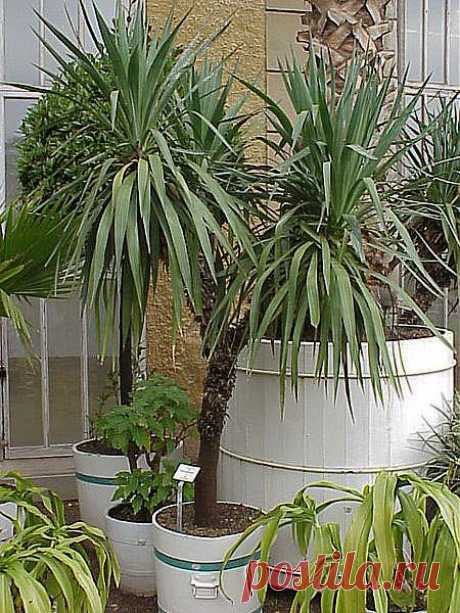Yucca_gloriosa.jpg (450×600)