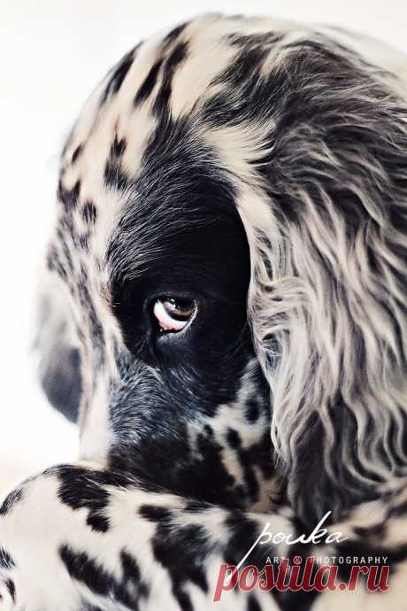 Mary's Dream | liquige: English Setter ! “It wasn’t me.”