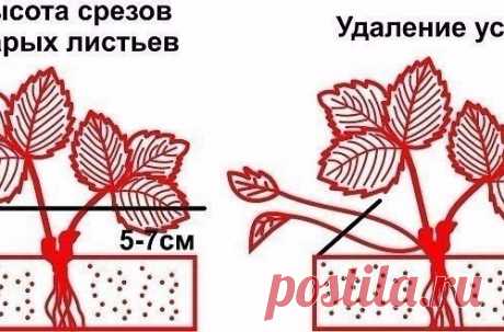 Обрезка листьев и усов клубники- когда, как и зачем?