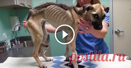 Rescuing a Dog Who Was Starved to the Brink of Death - Her Recovery Will AMAZE You! Please Share!