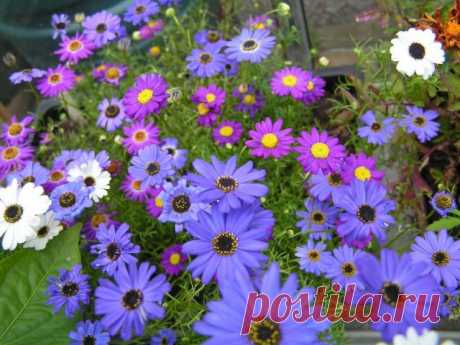 6 однолетних цветов, которые нужно посеять в апреле. Названия, описание, фото — Ботаничка.ru