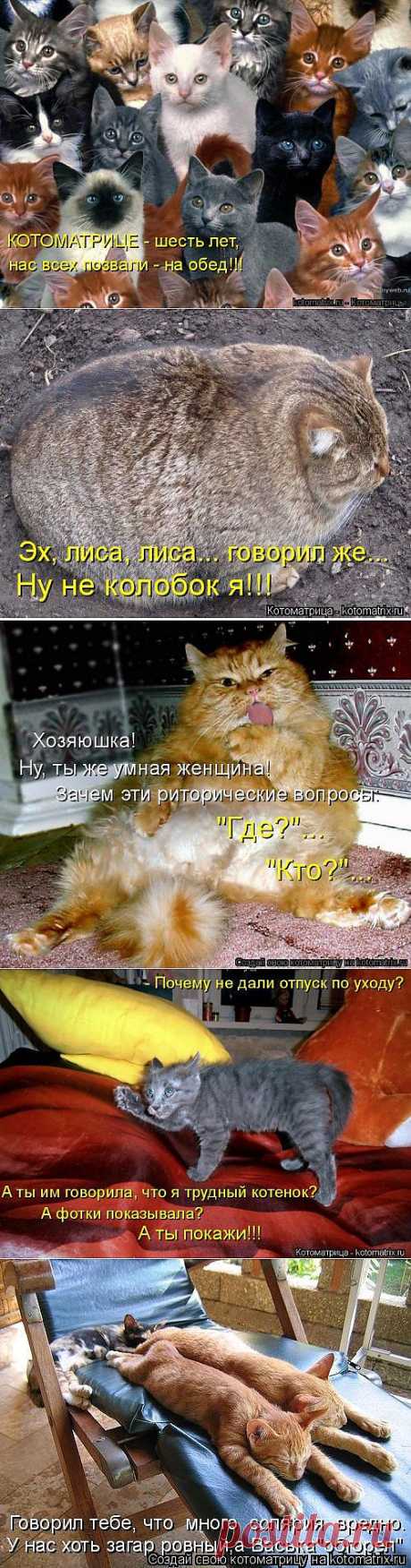 Котоматрицы-новинки | Позитив в картинках и не только