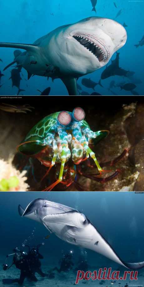 Фантастические снимки подводного мира / Всё самое лучшее из интернета