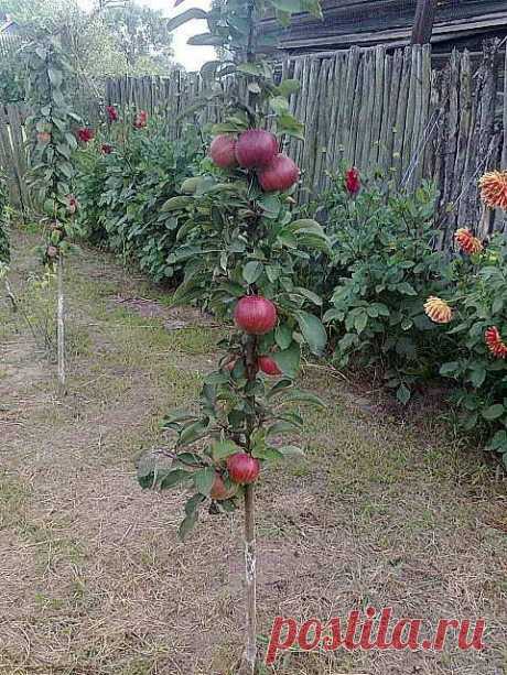 Формирование колонновидной яблони