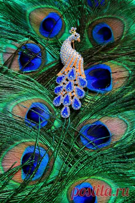 500px / Sparkly Peacock by Laura Bellamy