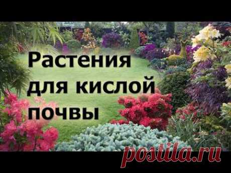 (1) Растения для кислой почвы. Что хорошо растет и красиво цветет на кислых грунтах. - YouTube