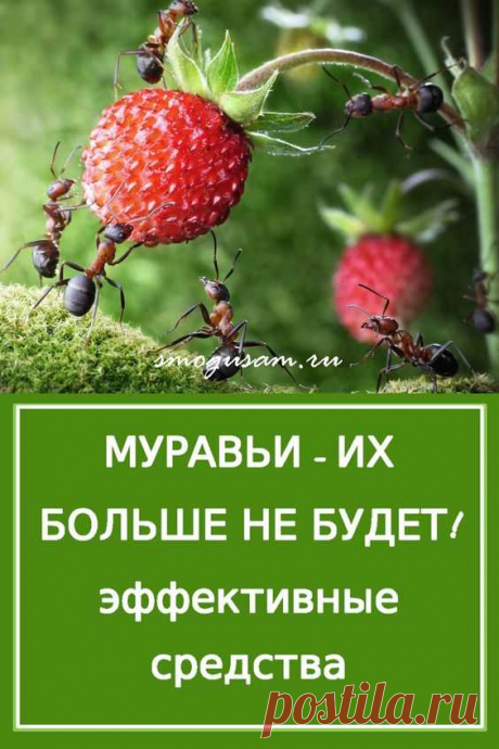 Как избавиться от муравьев  и тли в огороде и саду: проверенные способы в июне очень жаркая погода  ....