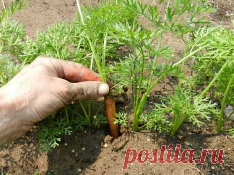 Почему плохо растёт морковь? Причины и что делать. Фото - Ботаничка.ru