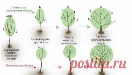 Омолаживающая обрезка яблонь осенью...