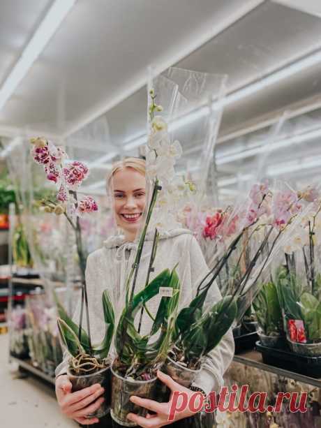 11 интересных фактов об орхидеях | Fantasy Flowers | Яндекс Дзен