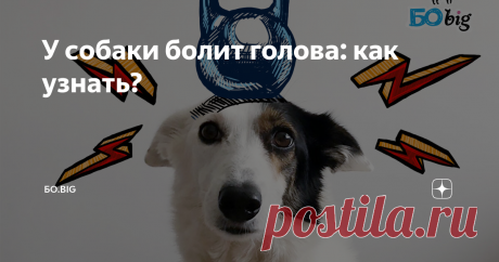 У собаки болит голова: как узнать? Статья автора «БО.big» в Дзене ✍: Боль — это такая штука, которая заметно влияет на поведение живых существ.