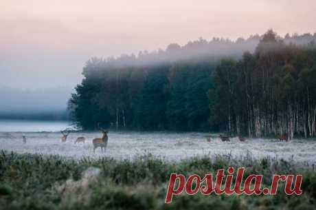 Стада оленей в Налибокской пуще, Беларусь. Автор фото — Андрей Бортников: