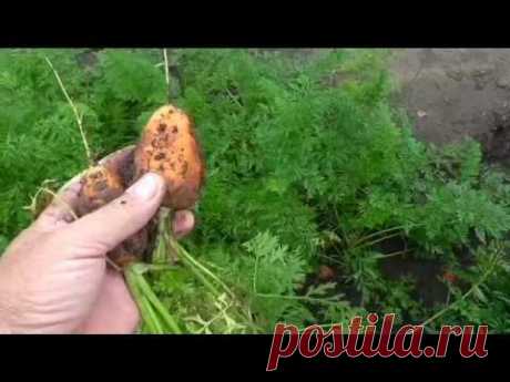 Круглая морковка РОНДО, описание, опыт выращивания.