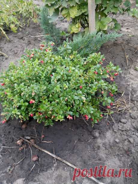 Брусника обыкновенная (Vaccinium vitis-idaea)