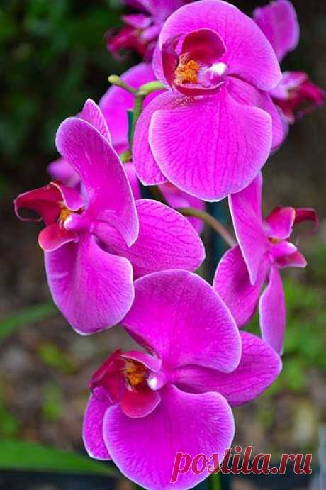 Orchids | Beautiful Flowers around the world