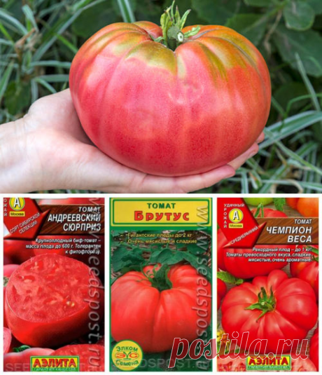 Биф-томаты: удивительные сорта с фото и описанием