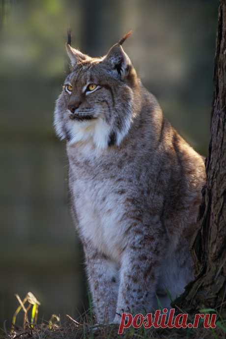 my-life-50:
“southernbellerva:
“ wild-diary:
“Lynx | Tony Hisgett
”
He so fat
”
He is beautiful!!
”