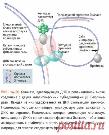 Хеликаза, адаптирующая ДНК к репликативной вилке, соединена с двумя каталитическими субъединицами ДНК-полимеразы. Каждая из них удерживается на ДНК скользящим зажимом.
Полимераза, которая синтезирует лидирующую цепь, движется по
ДНК непрерывно. Полимераза, которая синтезирует отстающую
цепь, сходит с ДНК в конце каждого фрагмента Оказаки, чтобы снова
ассоциировать с праймером в петле, образуемой одиночной цепью
матрицы, для синтеза следующего фрагмента Оказаки