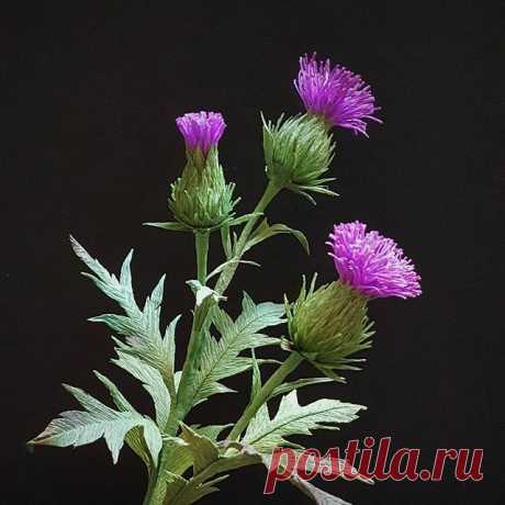 Cirsium Pins and Plumes.