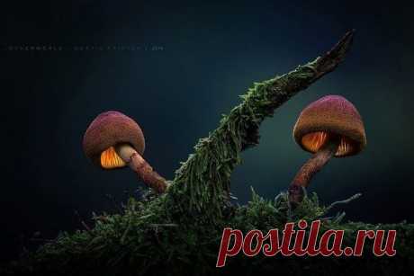 Фотографии грибов, которые погрузят вас в сказку - Путешествуем вместе