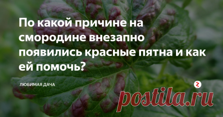 По какой причине на смородине внезапно появились красные пятна и как ей помочь? Если на красной смородине обнаруживаются красные пятна, то это самый явный сигнал о болезни куста. Такую симптоматику имеют всего два заболевания – грибковый антракноз и тлиное нашествие. О том, как отличают эти два недуга и лечат их мы сегодня поговорим.
Внимание!!! В конце статьи вставила я видео от Сергея. Он на своем канале "Дела Огородные ТВ" все четко и по делу рассказал про покраснение лист