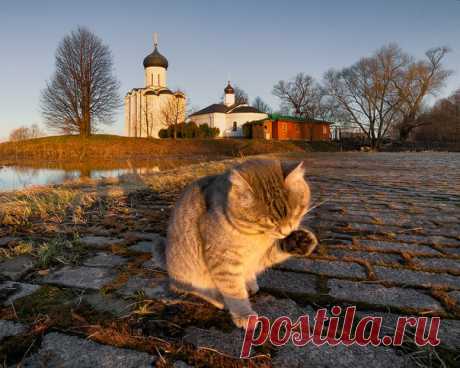 Доброе утро от кота Василия. Боголюбово. Автор фото – Игорь Ткаченко: nat-geo.ru/photo/user/298533/