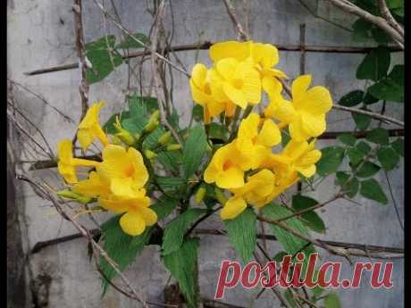 How To Make Tecoma Stans Flower From Crepe Paper  - Craft Tutorial