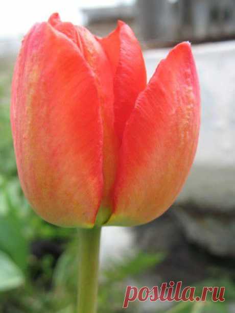 Мои тюльпаны | Кладовочка Садовницы