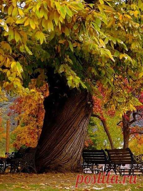 Beautiful fall tree in the park. | Trees, etc