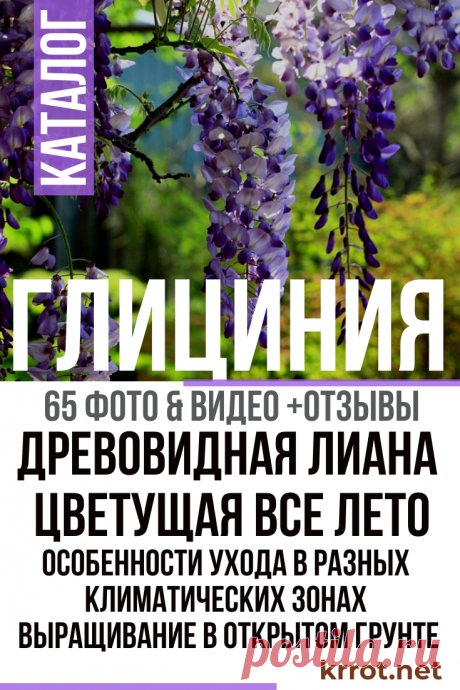 Глициния: Описание, Выращивание, Уход | (65+ Фото) +Отзывы Биологическая характеристика и особенности выращивания субтропического растения. Наиболее распространенные методы размножения. Правила выращивания и ухода за глицинией для средней полосы. Садовые виды и декор участка (65+ Фото &amp; Видео) +Отзывы