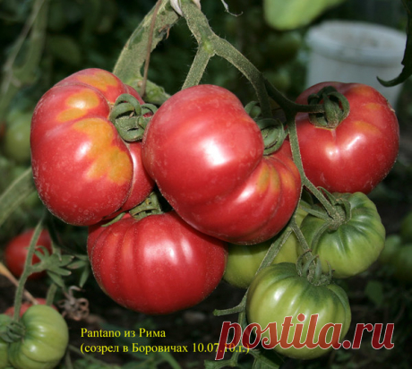 Сто секретов, как вырастить целебные томаты.(личный опыт) » Женский Мир