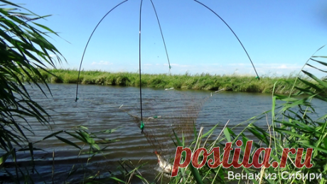 Рыбалка на паук - подъемник, в камышах ловим сазанчиков! | Венак из Сибири | Дзен