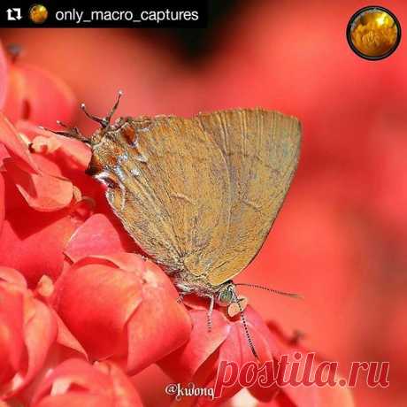 #Repost @only_macro_captures (@get_repost)
・・・
.
.
✨🍃🔍✨CONGRATULATIONS✨🔎🍃✨
. .
.
🎇✨🎇 @kwong238 🎇✨🎇 #ig緣
.
.
.
Please visit her/his great gallery and 
show some IG-❤
.
Photo selected by: @pir_zilla
.
.
Thank you for following @only_macro_captures and using our tag #only_macro_captures !
.
.
🚫NO STOLEN OR INTERNET PHOTOS 🚫
_____________________________________
Recommended galleries: 
@only_bnw_nature 
@total_community_hubs
@total_macro
@mat_macro
__________________...