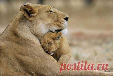 Безграничная родительская любовь в мире животных