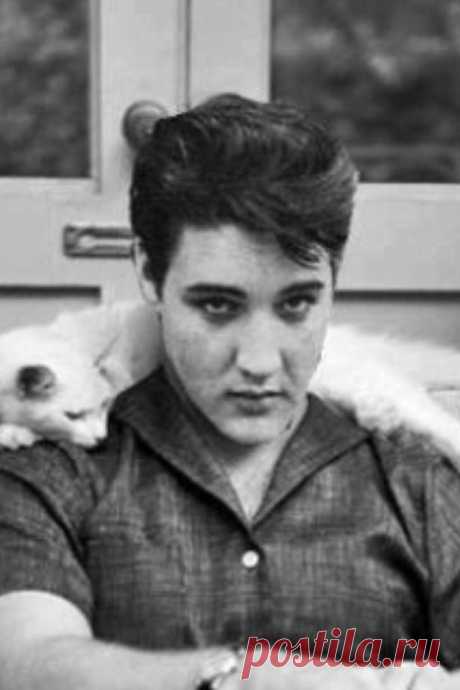 45 Amazing Pictures Of Celebrities And Cats