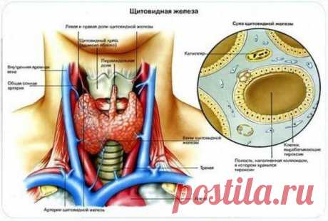 Каша для щитовидной железы | Мамам, женщинам, бабушкам и очень любознательным.