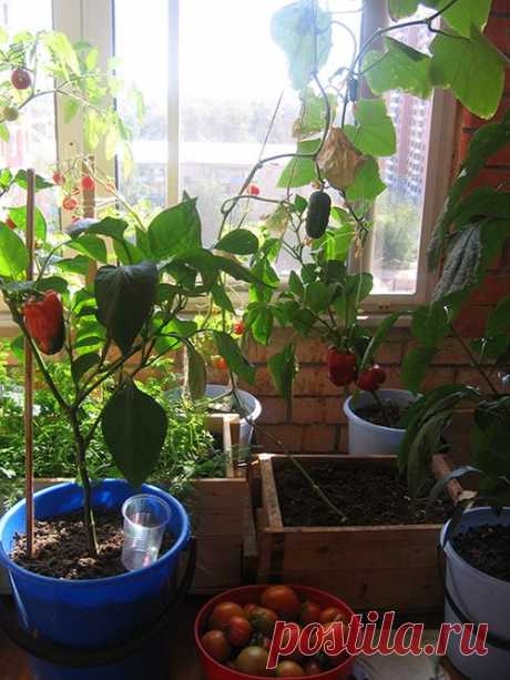 Как посадить огород на балконе и подоконнике: фото идеи, видео уроки
