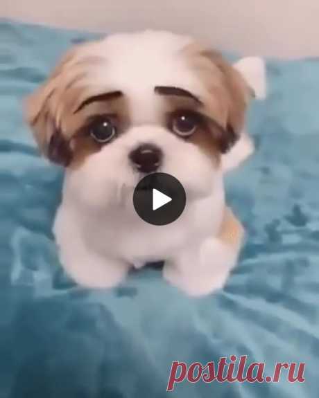 Puppy With Beautiful Eyes - FUNNY 9GAG LOL LMAO Puppy With Beautiful Eyes - puppy, adorable, animal, pet, beautiful eyes